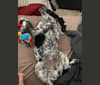 Obie, an Australian Cattle Dog and Siberian Husky mix tested with EmbarkVet.com