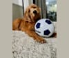 Kosko, a Poodle (Small) and Labrador Retriever mix tested with EmbarkVet.com