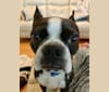 R2, a Boston Terrier tested with EmbarkVet.com