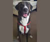 Sherlock, an Anatolian Shepherd Dog and American Pit Bull Terrier mix tested with EmbarkVet.com