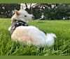 Hattie, a Siberian Husky tested with EmbarkVet.com