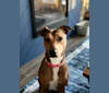Winter, a Doberman Pinscher and American Pit Bull Terrier mix tested with EmbarkVet.com