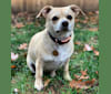 Maisie, a Chihuahua and Poodle (Small) mix tested with EmbarkVet.com