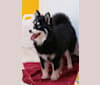 Thea, a Pomeranian and Siberian Husky mix tested with EmbarkVet.com