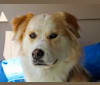 Buckley, a Siberian Husky and Labrador Retriever mix tested with EmbarkVet.com