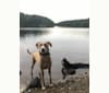 Photo of Phoebe, a Labrador Retriever, American Pit Bull Terrier, and Australian Shepherd mix in Arkansas, USA