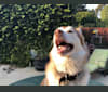 Saint, a Siberian Husky and German Shepherd Dog mix tested with EmbarkVet.com