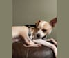 Jax, a Chihuahua and Australian Cattle Dog mix tested with EmbarkVet.com