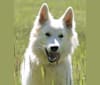 LETSY, a White Shepherd tested with EmbarkVet.com