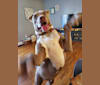 Photo of Louie, an American Pit Bull Terrier, American Staffordshire Terrier, and Mixed mix in Vaiden, Mississippi, USA