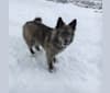 Shiloh, a German Shepherd Dog and Akita mix tested with EmbarkVet.com