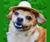 Napoleon, an European Village Dog tested with EmbarkVet.com