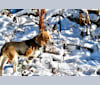 Moonshine 🌚, a Beagle tested with EmbarkVet.com