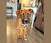Jack, an American Pit Bull Terrier and Boxer mix tested with EmbarkVet.com