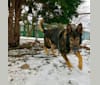 Photo of Kye Lo, a German Shepherd Dog  in Georgia, USA