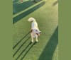 Hannah, a Beagle and Australian Cattle Dog mix tested with EmbarkVet.com