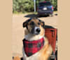 Archer, a German Shepherd Dog and Alaskan Malamute mix tested with EmbarkVet.com