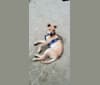 Renji, an American Pit Bull Terrier and Labrador Retriever mix tested with EmbarkVet.com