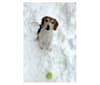 Edward, a Beagle and Russell-type Terrier mix tested with EmbarkVet.com