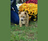 Photo of Lucy, a Norwich Terrier 