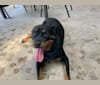 Photo of Grayce Hiza, a Rottweiler  in Gainesville, TX, USA