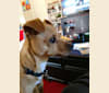 Chuck, a Chihuahua and Pomeranian mix tested with EmbarkVet.com