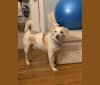 Hugo, an American Eskimo Dog and Beagle mix tested with EmbarkVet.com