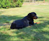 Agnes, a Rottweiler tested with EmbarkVet.com