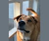 Finn, a German Shepherd Dog and Labrador Retriever mix tested with EmbarkVet.com