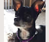 Jomy, a Chihuahua and Pomeranian mix tested with EmbarkVet.com