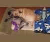 Photo of Lucy, a Pug  in Muncie, IN, USA