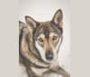 Macy, a Siberian Husky and Saarloos Wolfdog mix tested with EmbarkVet.com