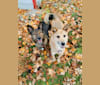 Abel, a German Shepherd Dog and Jindo mix tested with EmbarkVet.com