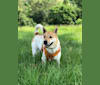 Sandie, a Hong Kong Village Dog tested with EmbarkVet.com