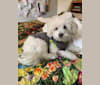 DIEGO, a Poodle (Small) and Bichon Frise mix tested with EmbarkVet.com