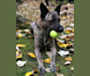 FinnFindley, a German Shepherd Dog and American Pit Bull Terrier mix tested with EmbarkVet.com