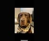 Bobie, a Labrador Retriever and Doberman Pinscher mix tested with EmbarkVet.com