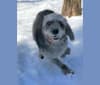 Roger, a Poodle (Small) and Labrador Retriever mix tested with EmbarkVet.com