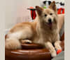 Lucy, a German Shepherd Dog tested with EmbarkVet.com