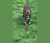 Aspen, a Rottweiler and Cane Corso mix tested with EmbarkVet.com