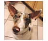 Astrid, a Rat Terrier and Labrador Retriever mix tested with EmbarkVet.com