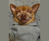 VICIOUS!, a Chihuahua tested with EmbarkVet.com
