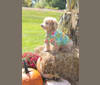 Cocomelon, a Poodle (Small) and Lhasa Apso mix tested with EmbarkVet.com