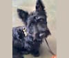 Photo of Okie, a Scottish Terrier  in Oklahoma, USA