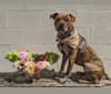Photo of Winona, an American Pit Bull Terrier, Rottweiler, Bulldog, American Staffordshire Terrier, and Boxer mix in Columbus, Ohio, USA