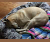 Ayla, a Siberian Husky and Labrador Retriever mix tested with EmbarkVet.com