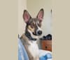 Photo of Nellie, a Doberman Pinscher, Siberian Husky, and Alaskan Malamute mix in Roswell, New Mexico, USA