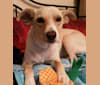 Chance, a Chihuahua and Poodle (Small) mix tested with EmbarkVet.com