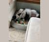 Spruce, a Border Collie (17.6% unresolved) tested with EmbarkVet.com