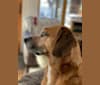 Murphy, a Beagle and Boxer mix tested with EmbarkVet.com